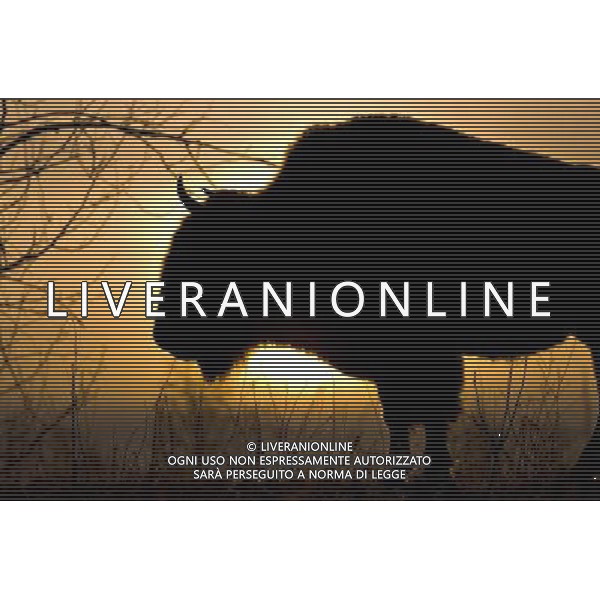 ARCHIVIO DIGITALE ALDO LIVERANI NELLA FOTO IL BUFALO AGENZIA ALDO LIVERANI