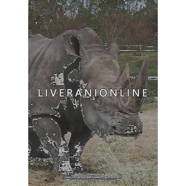 ARCHIVIO DIGITALE ALDO LIVERANI NELLA FOTO il rinoceronte AGENZIA ALDO LIVERANI