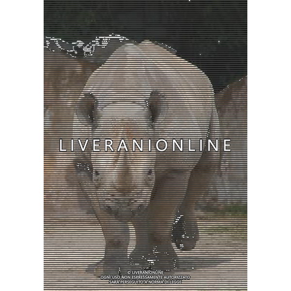 ARCHIVIO DIGITALE ALDO LIVERANI NELLA FOTO IL RINOCERONTE AGENZIA ALDO LIVERANI