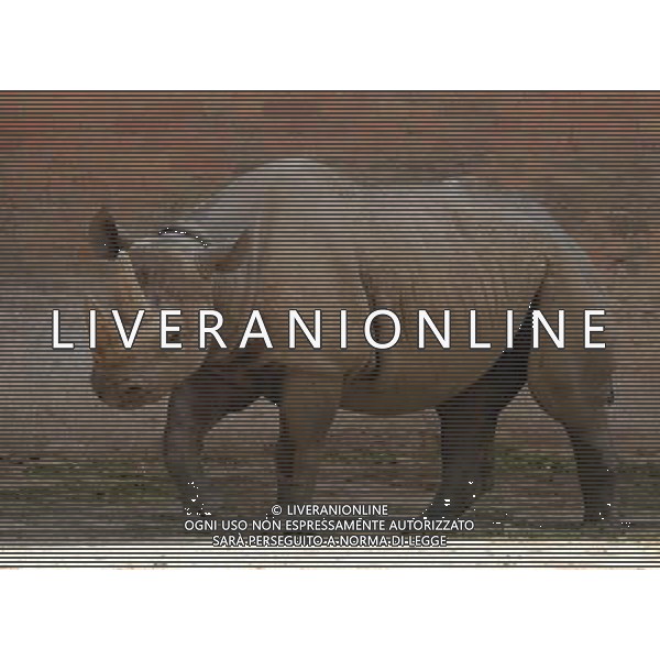 ARCHIVIO DIGITALE ALDO LIVERANI NELLA FOTO IL RINOCERONTE AGENZIA ALDO LIVERANI