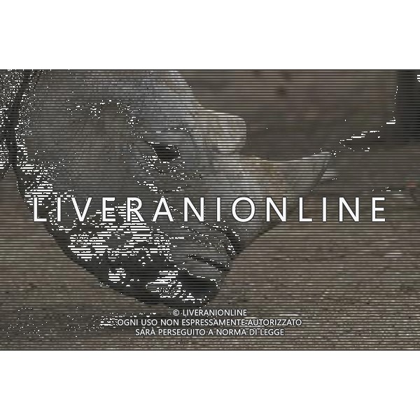 ARCHIVIO DIGITALE ALDO LIVERANI NELLA FOTO IL RONOCERONTE AGENZIA ALDO LIVERANI