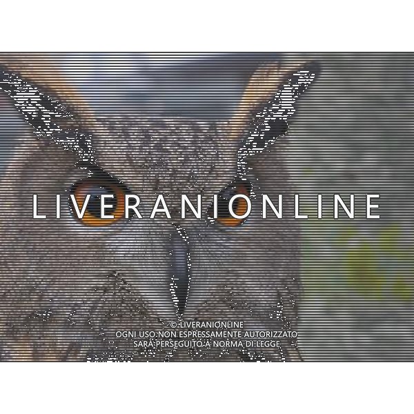 ARCHIVIO DIGITALE ALDO LIVERANI NELLA FOTO LA CIVETTA AGENZIA ALDO LIVERANI