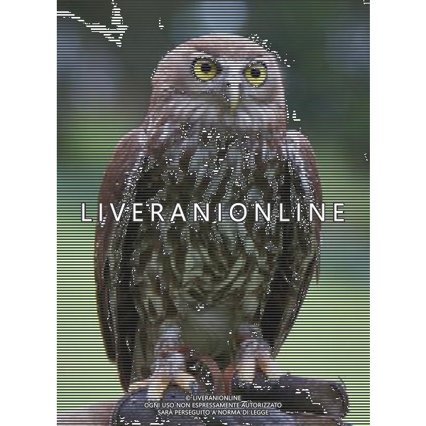 ARCHIVIO DIGITALE ALDO LIVERANI NELLA FOTO LA CIVETTA AGENZIA ALDO LIVERANI