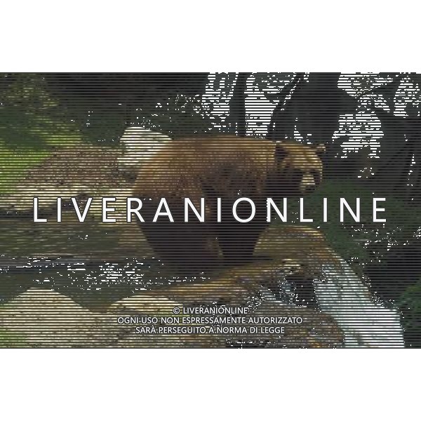 ARCHIVIO DIGITALE ALDO LIVERANI NELLA FOTO L\'ORSO AGENZIA ALDO LIVERANI