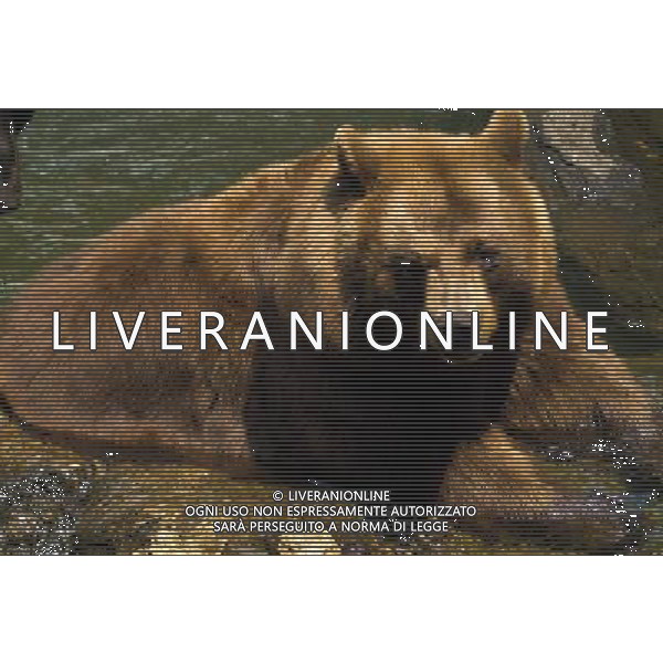 ARCHIVIO DIGITALE ALDO LIVERANI NELLA FOTO L\'ORSO AGENZIA ALDO LIVERANI
