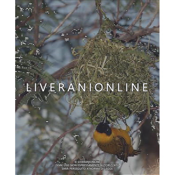 ARCHIVIO ANIMALI ALDO LIVERANI S A S NELLA FOTO UCCELLINO AGENZIA ALDO LIVERANI