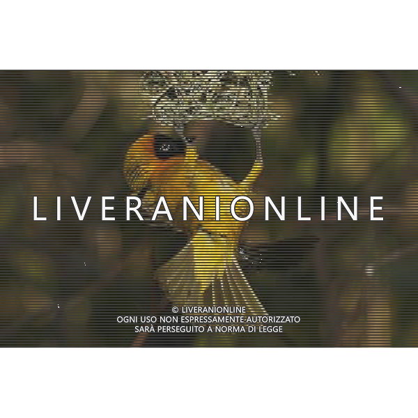 ARCHIVIO ANIMALI ALDO LIVERANI S A S NELLA FOTO UCCELLINO AGENZIA ALDO LIVERANI
