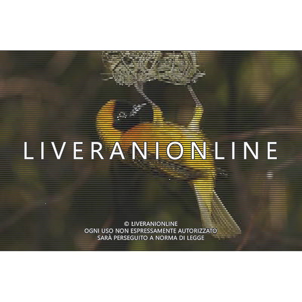 ARCHIVIO ANIMALI ALDO LIVERANI S A S NELLA FOTO UCCELLINO AGENZIA ALDO LIVERANI