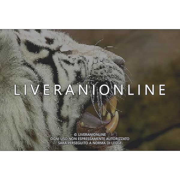 ARCHIVIO DIGITALE ALDO LIVERANI NELLA FOTO LA TIGRE BIANCA AGENZIA ALDO LIVERANI