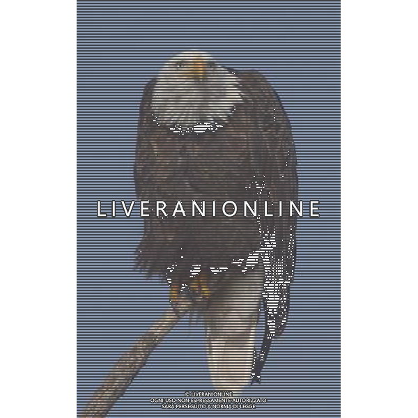 ARCHIVIO DIGITALE ALDO LIVERANI NELLA FOTO L\'AQUILA AMERICANA AGENZIA ALDO LIVERANI