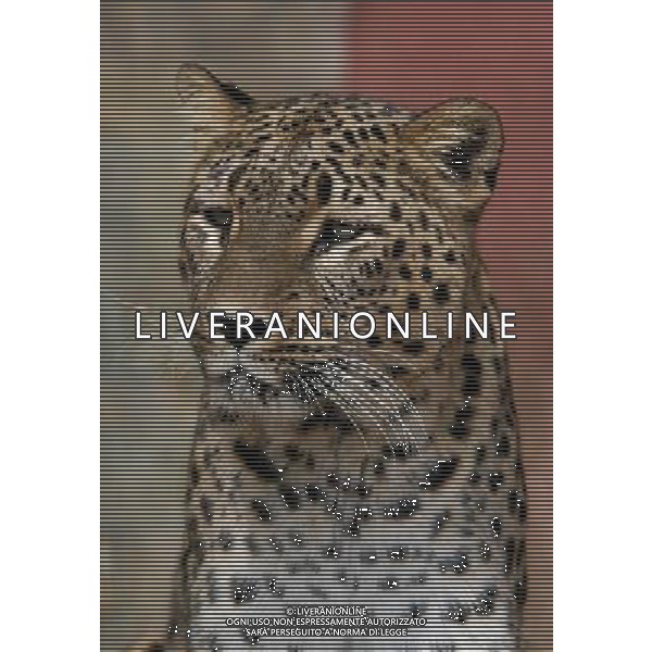 ARCHIVIO DIGITALE ALDO LIVERANI NELLA FOTO IL LEOPARDO AGENZIA ALDO LIVERANI