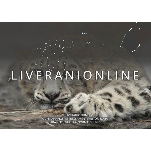 ARCHIVIO DIGITALE ALDO LIVERANI NELLA FOTO IL LEOPARDO AGENZIA ALDO LIVERANI