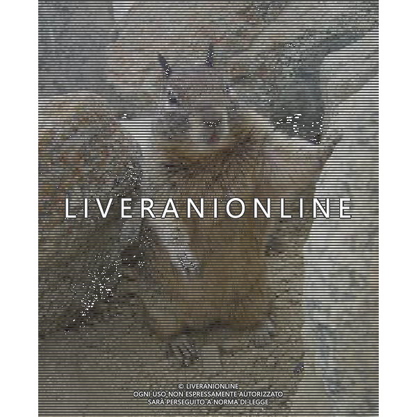 ARCHIVIO DIGITALE ALDO LIVERANI NELLA FOTO LA MARMOTTA IFC-AGENZIA ALDO LIVERANI