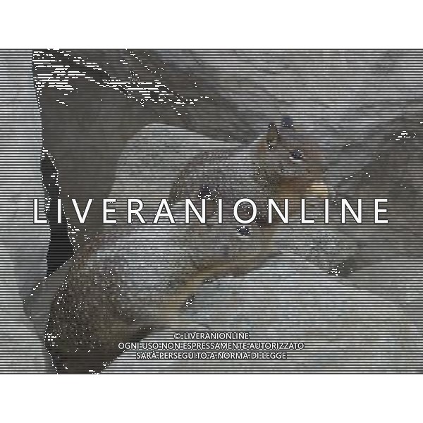 ARCHIVIO DIGITALE ALDO LIVERANI NELLA FOTO LA MARMOTTA IFC-AGENZIA ALDO LIVERANI