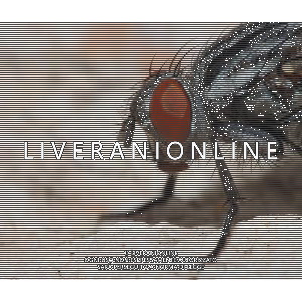 ARCHIVIO DIGITALE ALDO LIVERANI NELLA FOTO LA MOSCA IFC-AGENZIA ALDO LIVERANI