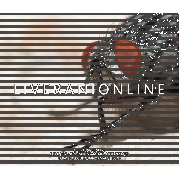 ARCHIVIO DIGITALE ALDO LIVERANI NELLA FOTO LA MOSCA IFC-AGENZIA ALDO LIVERANI