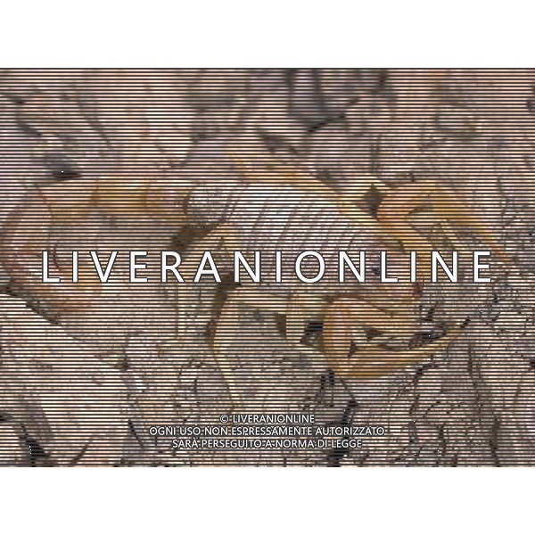 ARCHIVIO DIGITALE ALDO LIVERANI NELLA FOTO LO SCORPIONE IFC-AGENZIA ALDO LIVERANI