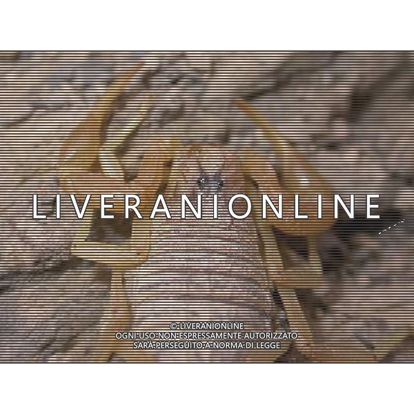 ARCHIVIO DIGITALE ALDO LIVERANI NELLA FOTO LO SCORPIONE IFC-AGENZIA ALDO LIVERANI
