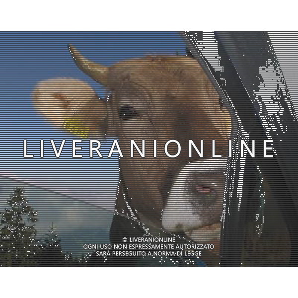 ARCHIVIO DIGITALE ALDO LIVERANI NELLA FOTO LA MUCCA IFC-AGENZIA ALDO LIVERANI