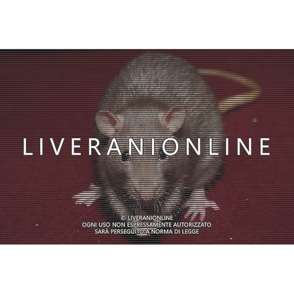 ARCHIVIO ANIMALI ALDO LIVERANI S A S NELLA FOTO IL TOPO AGENZIA ALDO LIVERANI