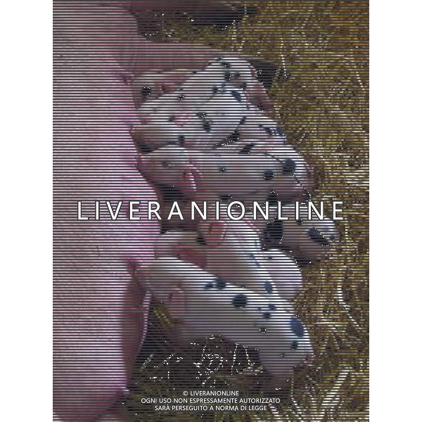 ARCHIVIO ANIMALI ANIMALI NELLA FOTO ALLATTAMENTO DI MAIALINI - MAIALE - SUINI AGENZIA ALDO LIVERANI