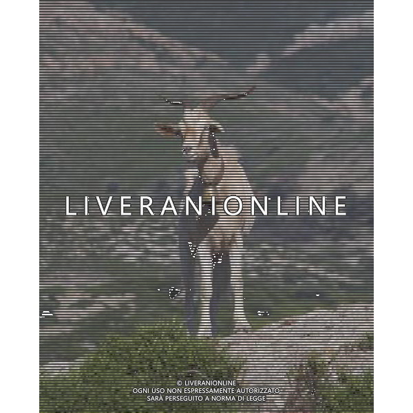 ARCHIVIO DIGITALE ALDO LIVERANI NELLA FOTO CAPRETTE DI MONTAGNA AGENZIA ALDO LIVERANI