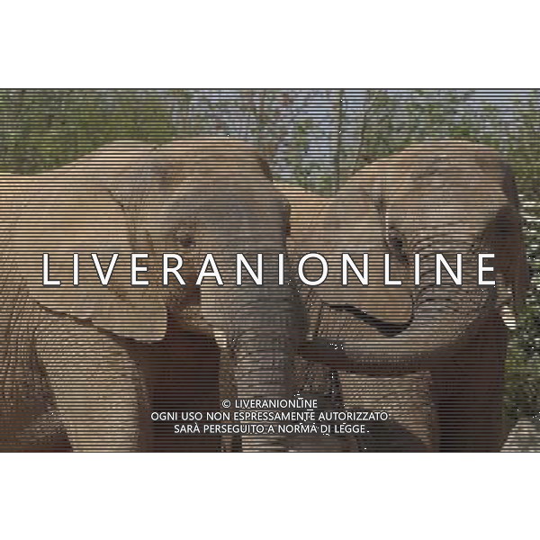 ARCHIVIO ANIMALI ALDO LIVERANI S A S NELLA FOTO DUE ELEFANTI AGENZIA ALDO LIVERANI