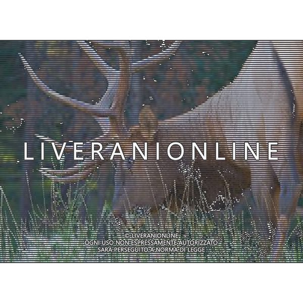 ARCHIVIO DIGITALE ANIMALI NELLA FOTO IL CERVO AGENZIA ALDO LIVERANI