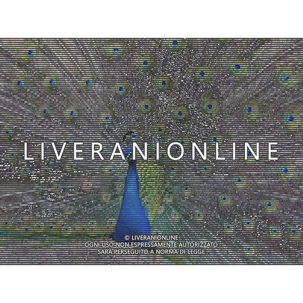ARCHIVIO DIGITALE ALDO LIVERANI NELLA FOTO IL PAVONE AGENZIA ALDO LIVERANI
