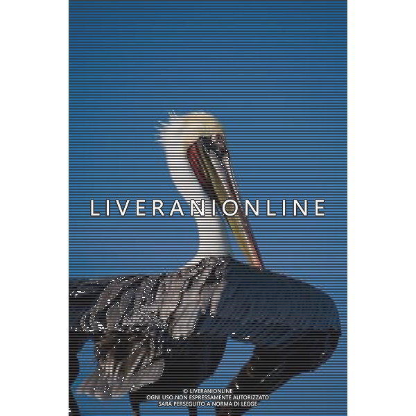 ARCHIVIO DIGITALE ALDO LIVERANI NELLA FOTO IL PELLICANO AGENZIA ALDO LIVERANI