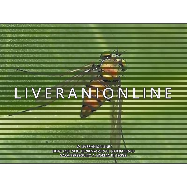ARCHIVIO ANIMALI ALDO LIVERANI S A S NELLA FOTO INSETTO AGENZIA ALDO LIVERANI