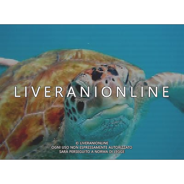 ARCHIVIO DIGITALE ALDO LIVERANI NELLA FOTO LA TARTARUGA MARINA AGENZIA ALDO LIVERANI