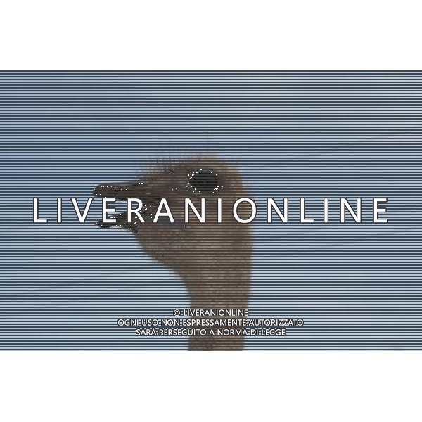 ARCHIVIO ANIMALI ALDO LIVERANI S A S NELLA FOTO LO STRUZZO AGENZIA ALDO LIVERANI