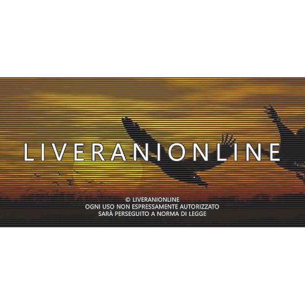 ARCHIVIO ANIMALI ALDO LIVERANI S A S NELLA FOTO MIGRAZIONE DI OCHE AGENZIA ALDO LIVERANI