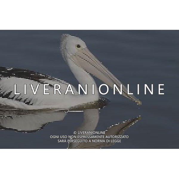 ARCHIVIO ANIMALI ALDO LIVERANI S A S NELLA FOTO PELLICANO AGENZIA ALDO LIVERANI