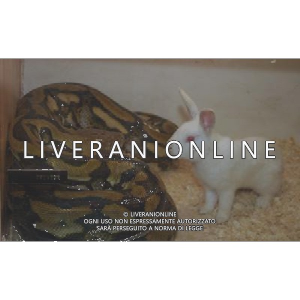 ARCHIVIO ALDO LIVERANI S A S NELLA FOTO PITONE AGENZIA ALDO LIVERANI