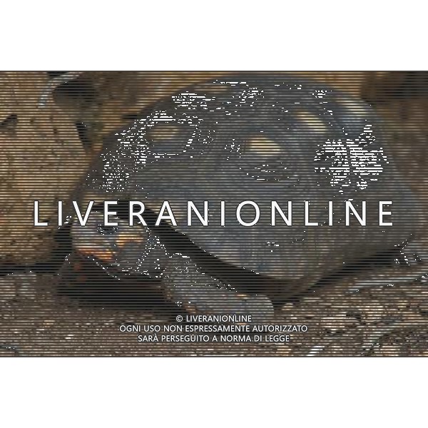 ARCHIVIO ANIMALI ALDO LIVERANI S A S NELLA FOTO LA TARTARUGA AGENZIA ALDO LIVERANI