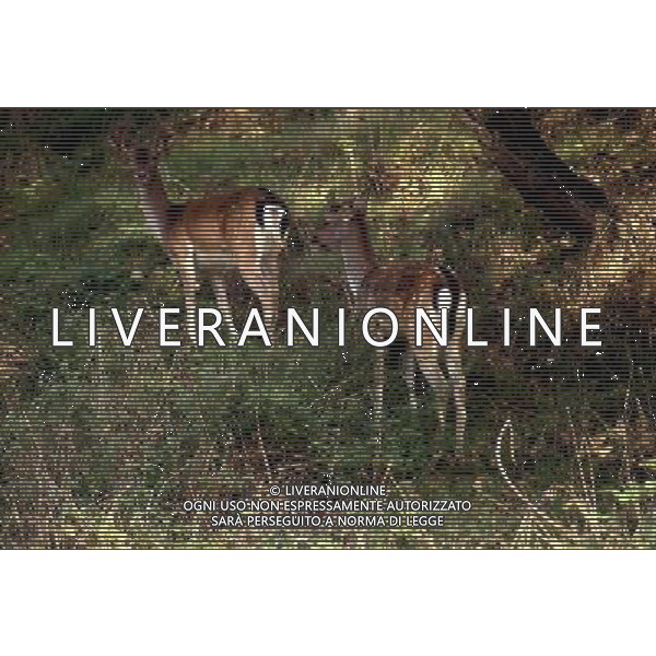 Cervo - Cerbiatto - animali - natura ph archivio agenzia aldo liverani