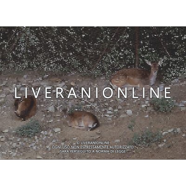 Cervo - Cerbiatto - animali - natura ph archivio agenzia aldo liverani