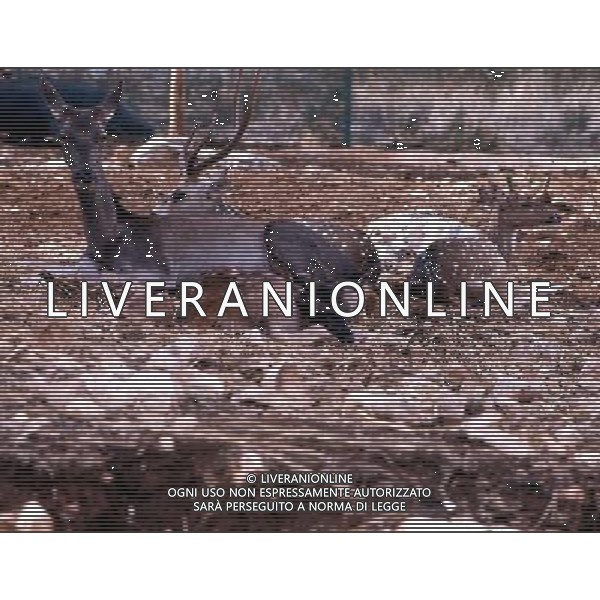 Cervo - Cerbiatto - animali - natura ph archivio agenzia aldo liverani