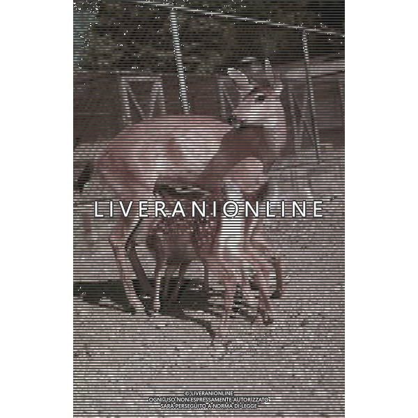 Cervo - Cerbiatto - animali - natura ph archivio agenzia aldo liverani