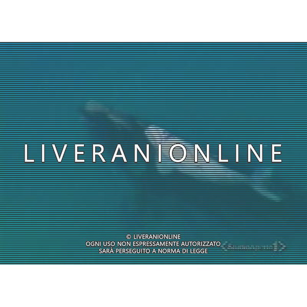 Cucciolo di Balena Albino nell\' Oceano Indiano obbligatorio citare la fonte televisiva ph agenzia aldo liverani