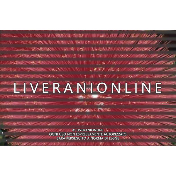 ARCHIVIO ALDO LIVERANI NELLA FOTO FIORE CALIANDRA AGENZIA ALDO LIVERANI