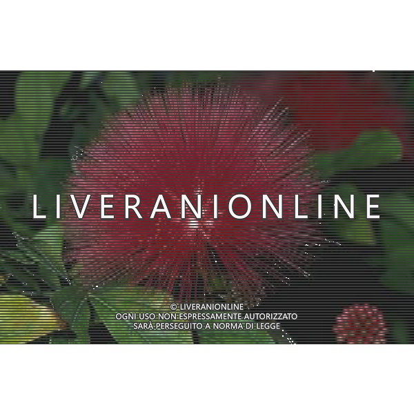ARCHIVIO ALDO LIVERANI NELLA FOTO FIORE CALIANDRA AGENZIA ALDO LIVERANI