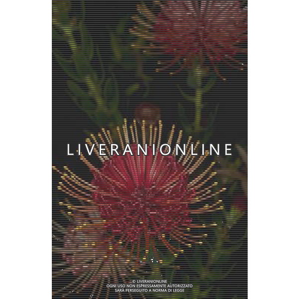 ARCHIVIO ALDO LIVERANI NELLA FOTO FIORE PROTEA AGENZIA ALDO LIVERANI