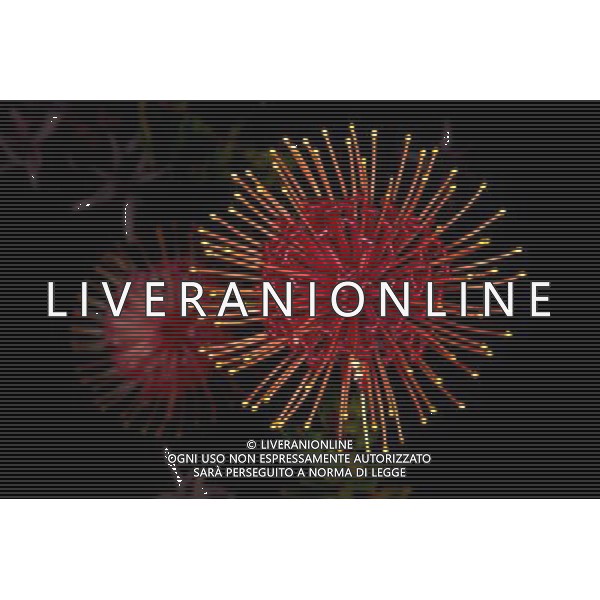 ARCHIVIO ALDO LIVERANI NELLA FOTO FIORE PROTEA AGENZIA ALDO LIVERANI