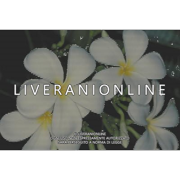 ARCHIVIO ALDO LIVERANI NELLA FOTO FIORE PLUMERIA AGENZIA ALDO LIVERANI