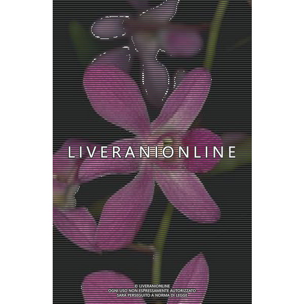 ARCHIVIO ALDO LIVERANI NELLA FOTO FIORE ORCHIDEA AGENZIA ALDO LIVERANI