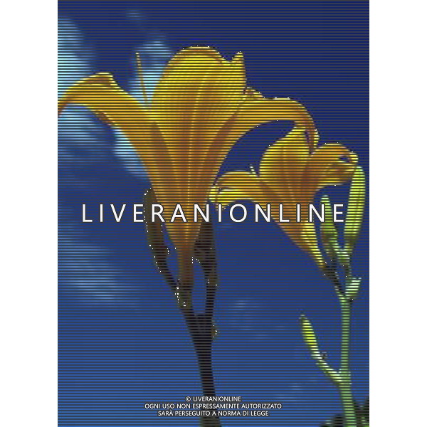 ARCHIVIO ALDO LIVERANI NELLA FOTO FIORE LILIUM AGENZIA ALDO LIVERANI