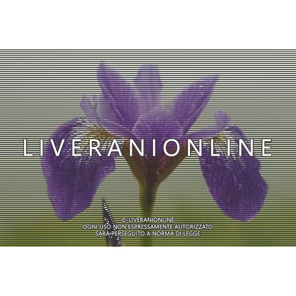 ARCHIVIO ALDO LIVERANI NELLA FOTO FIORE IRIS AGENZIA ALDO LIVERANI